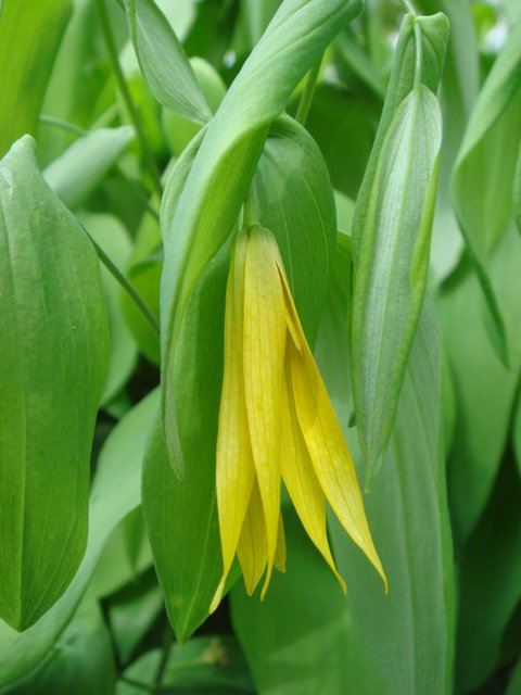 Uvularia grandiflora fleur